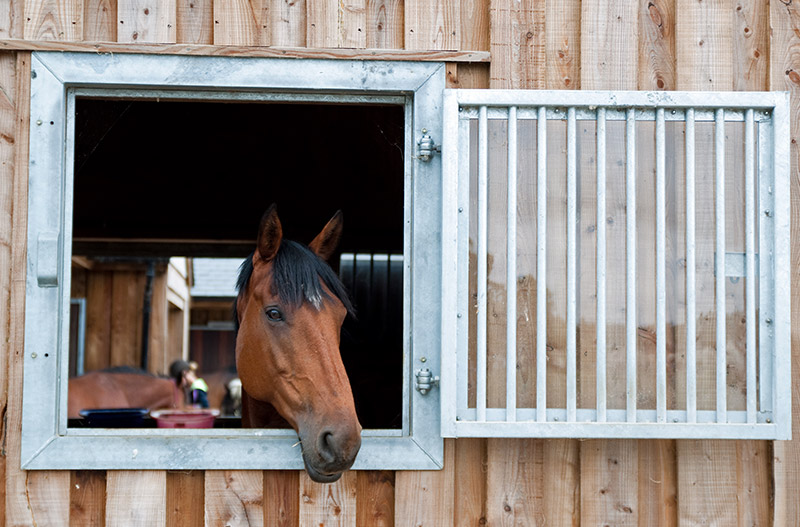 Livery Yard – Harby Horse