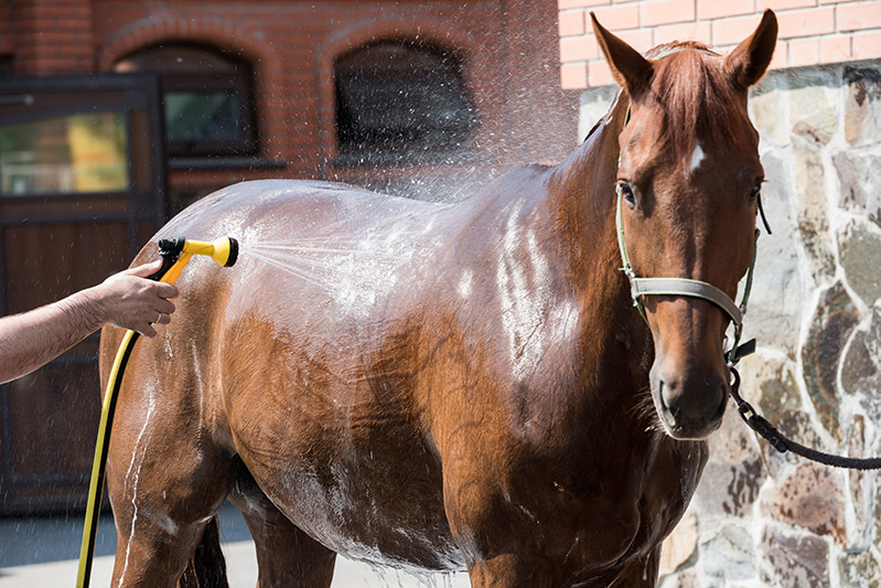 livery-yard-harby-horse